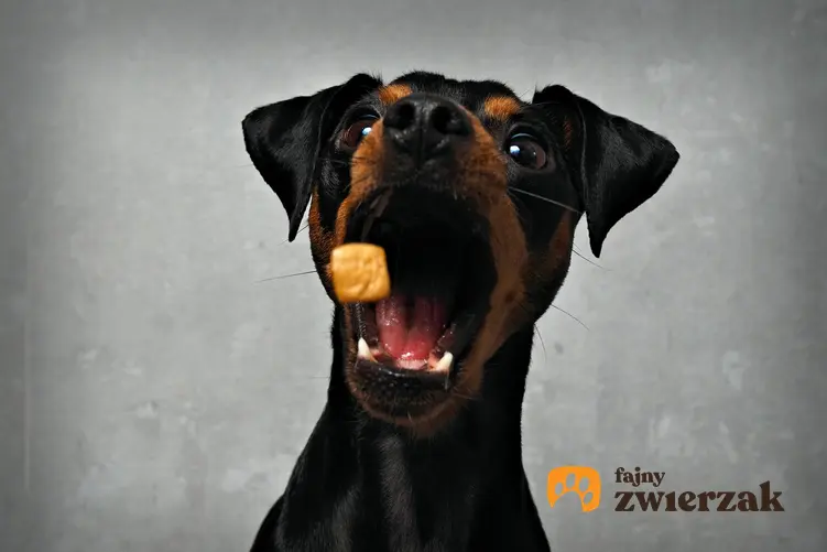 Pies jedzący karmę, a także karma ZiwiPeak, informacje, cena, rodzaje i właściwości