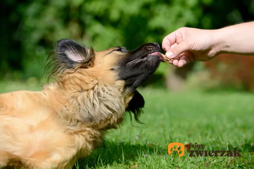 Pies jedzący karmę Happy Dog