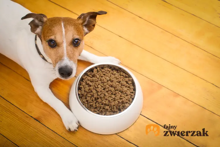 Pies przy misce z karmą, a także karma Happy Dog, jej skład, dawkowanie, rodzaje i cena