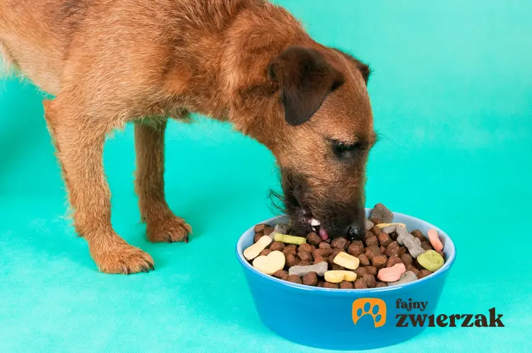 Pies przy misce z karmą, a także karma Wiejska Zagroda jej skład, dawkowanie, rodzaje i cena