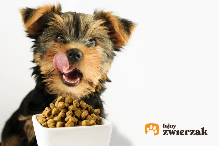 Pies jedzący karmę, a także karma Wiejska Zagroda, informacje, cena, rodzaje i właściwości