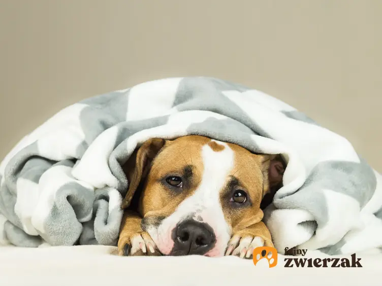 Chory pies leżący pod kocem, a także objawy parwowirozy, leczenie i porady
