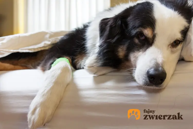 Chory pies na kanapie, a także parwowiroza u psa, objawy parwowirozy, leczenie i porady