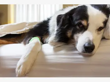 Ilustracja artykułu parwowiroza u psa – objawy, sposoby zakażenia, leczenie, powikłania