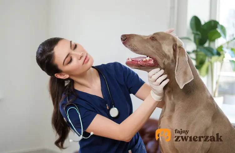 Chory pies u weterynarza, a także parwowiroza, objawy parwowirozy, leczenie i porady