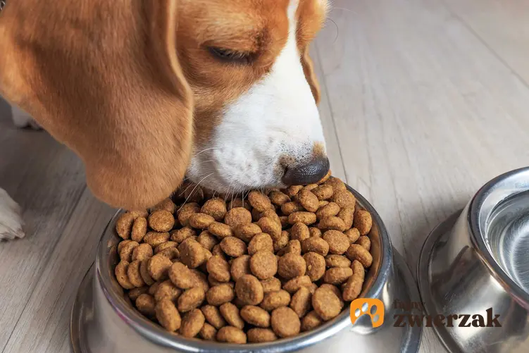 Karma Chappi jedzona przez psa Beagle w srebrnej misce oraz jej właścwiości odżywcze, smak oraz skład
