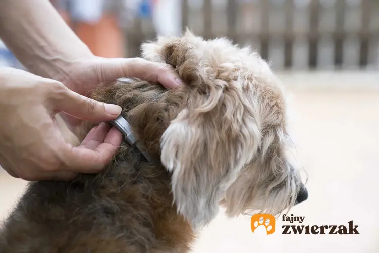 Obroża Foresto na psie o długiej sierści, a także jej działanie, zastosowanie i sposób funkcjonowania.