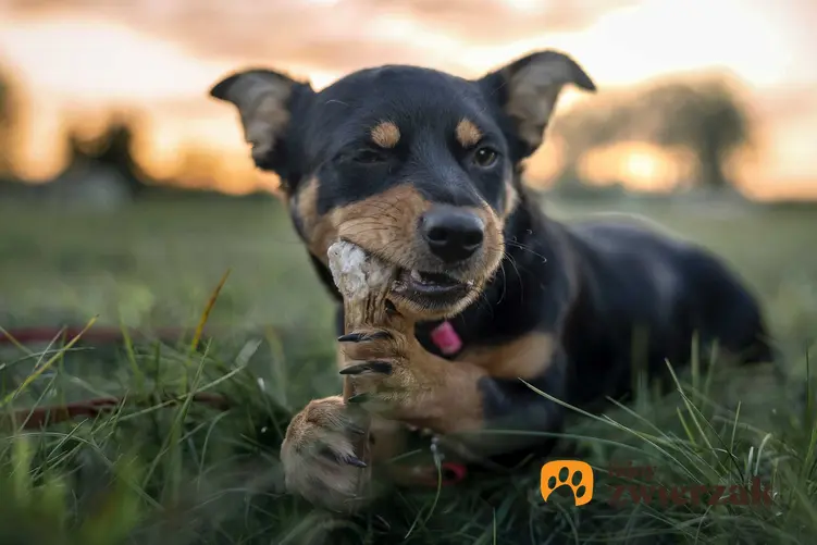 Pies gryzący naturalny gryzak - kość oraz właściwości gryzaków i ich zastosowanie.