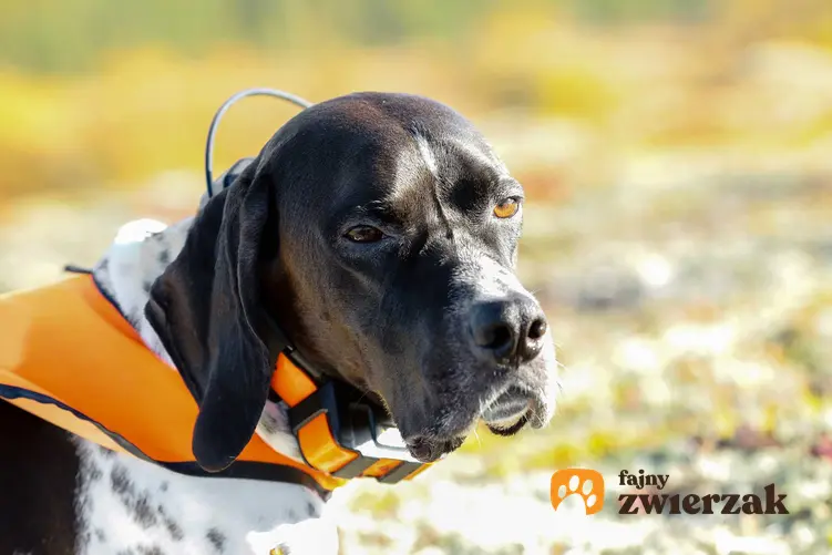 Pies ubrany w obrożę z GPSem a także zastosowanie i sposób działania GPSów dla psów.