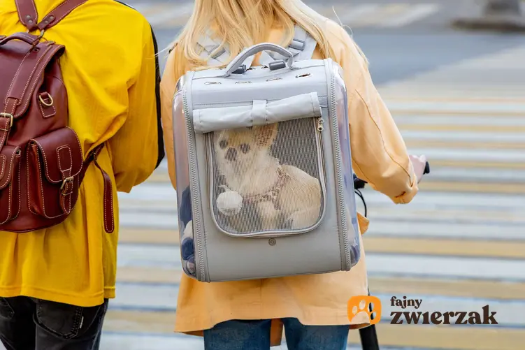 Transporter plecak dla psa z małym pieskiem w środku oraz zastosowanie i wybór najlepszego plecaka.