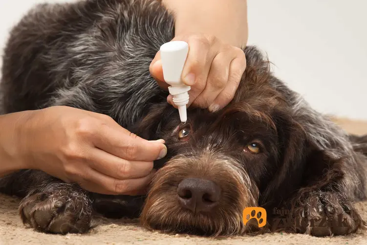 Leczenie zapalenia spojówek u psa poprzez krople do oczu, a także przyczyny oraz objawy choroby