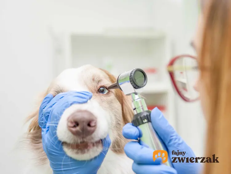 Badanie zapalenia spojówek u psa przez weterynarza, a także przyczyny zapalenia oczu