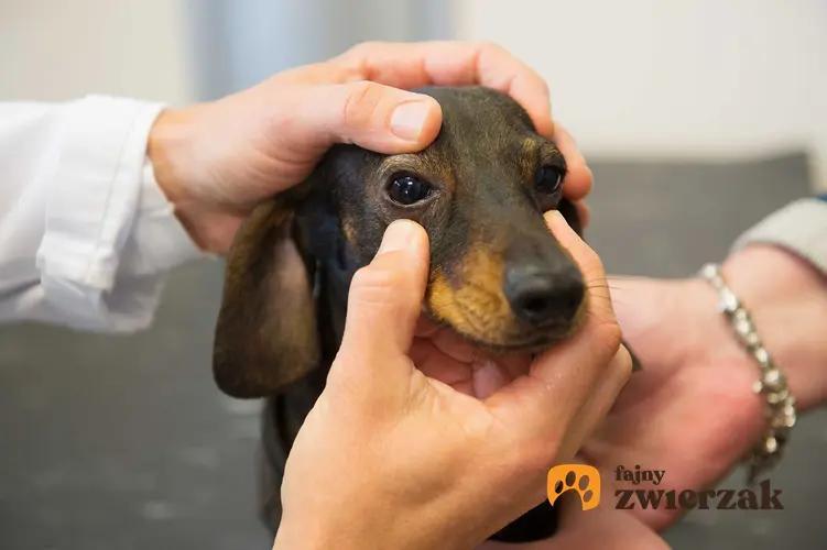 Zakraplanie oczu psa u weterynarza, a także leczenie, przyczyny oraz objawy wypadania trzeciej powieki