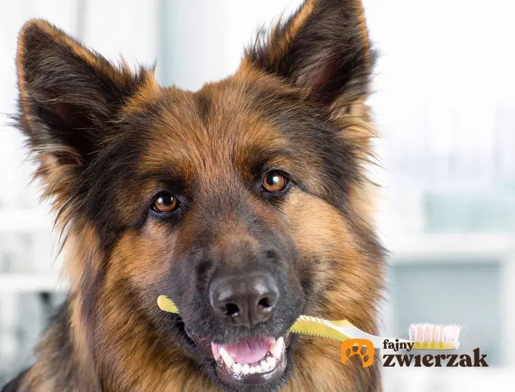 Zapalenie dziąseł u psa owczarka trzymającego w pysku szczoteczkę do zębów, a także objawy oraz domowe sposoby leczenia