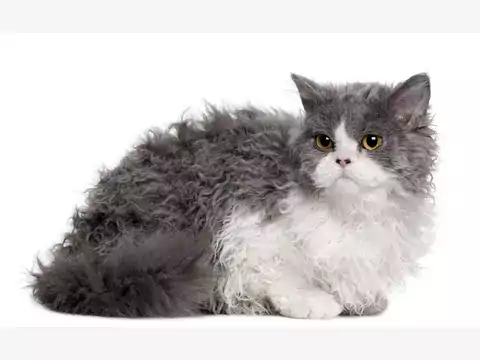 Selkirk Rex: opis, charakter, pielęgnacja