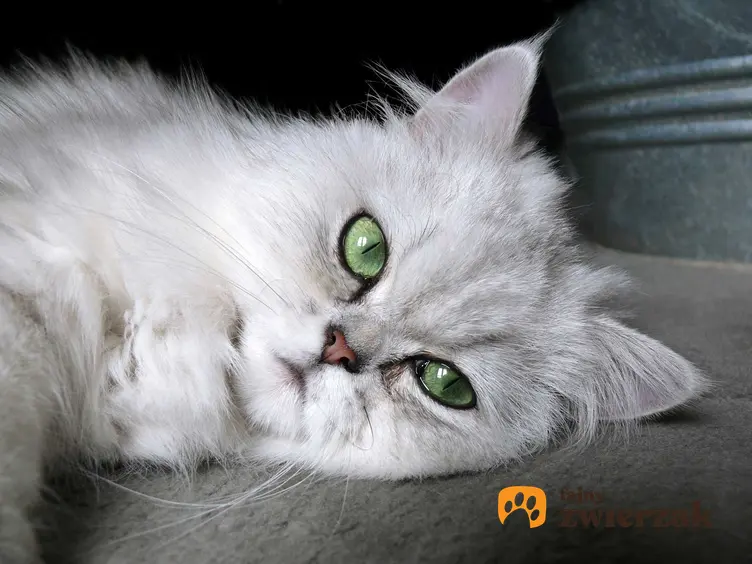Zdjęcia kota pers szynszylowy Chinchilla Persian z bliska a także pielęgnacja, charakter i wygląd