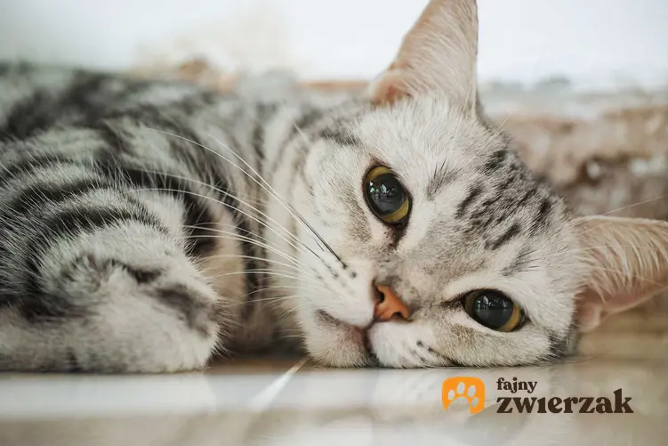 Kot amerykański krótkowłosy leżący a także opis, usposobienie, sposób pielęgnacji i żywienie