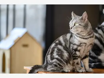 Ilustracja artykułu kot amerykański krótkowłosy – opis, usposobienie, pielęgnacja, opinie