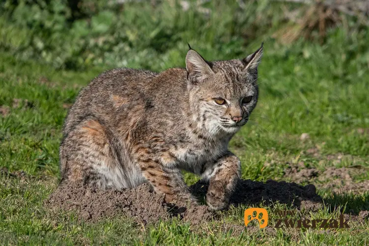 Kot ryś amerykański polujący na trawie o charakterystycznych uszach oraz informacje o wyglądzie i usposobieniu.