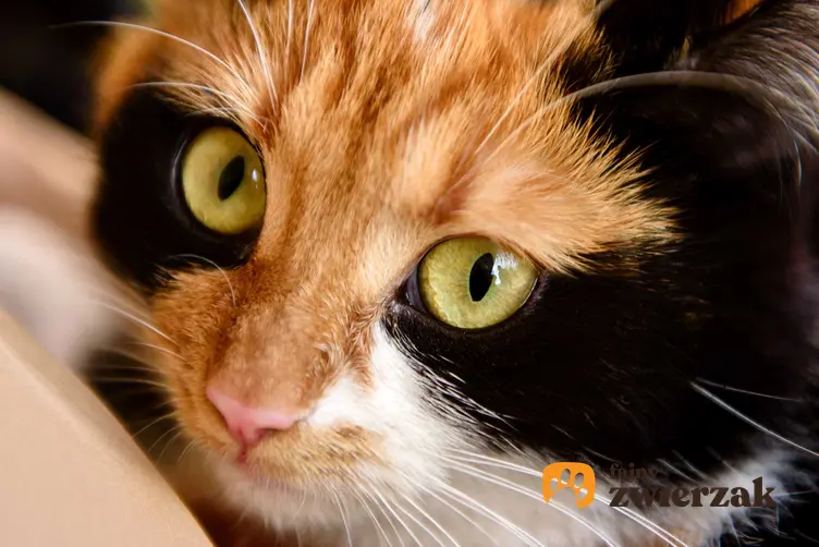 Kot japoński bobtail, jego pyszczek o rudo-czarnej sierści oraz pielęgnacja, charakter i usposobienie