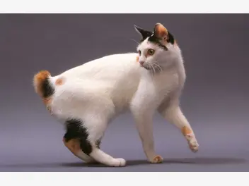 Ilustracja artykułu kot japoński bobtail – opis, charakter, zdjęcia, porady właścicieli