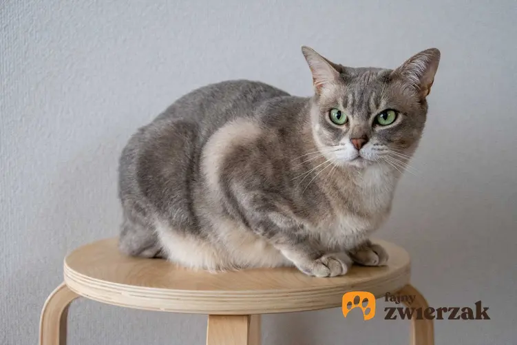 Kot australijski mist siedzący na stołku o szarej sierści w prążek a także informacje o pielęgnacji