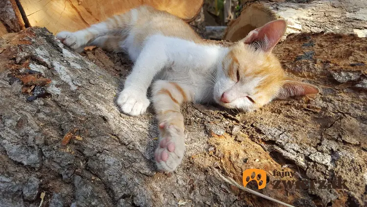 Kot jawajski śpiący na pniu, a także jej charakterystyka, usposobienie, pielęgnacja i opieka