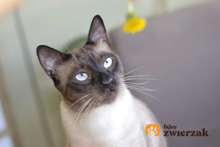 Bialy kot tonkijski siedzący na ziemi oraz informacje: pielęgnacja, żywienie, wygląd