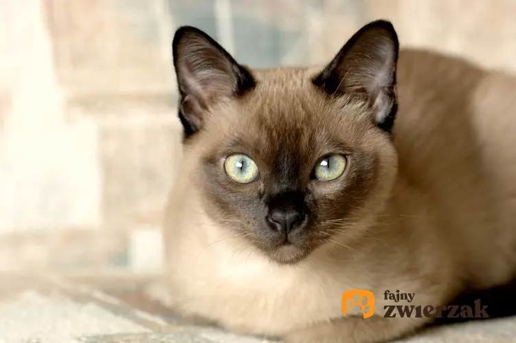 Kot tonkijski o białym futrze i ciemnym pyszczku oraz informacje: wygląd, opinie oraz charakter