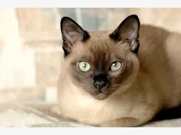 Ilustracja artykułu jaka jest cena kota tonkijskiego? zobacz, ile kosztuje rasowe kocię