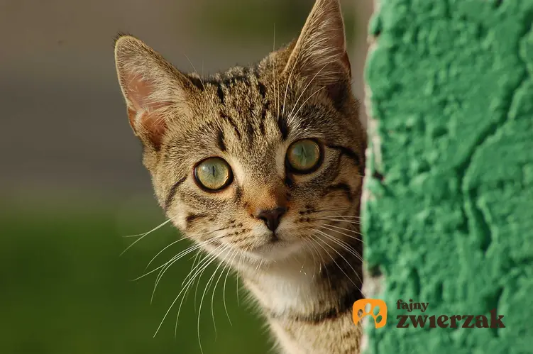 Kot dachowiec na podwórku - jaka jest długość życia dachowców na podwórku