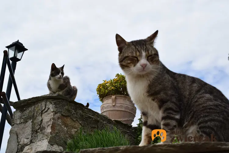 Koty dachowce siedzące na murku, a także informacje, ile żyją koty dachowe