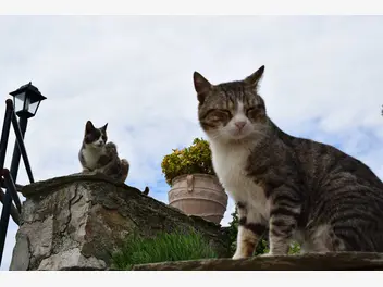 Ilustracja artykułu ile żyją koty dachowce? zobacz, jaka jest długość życia popularnego kota