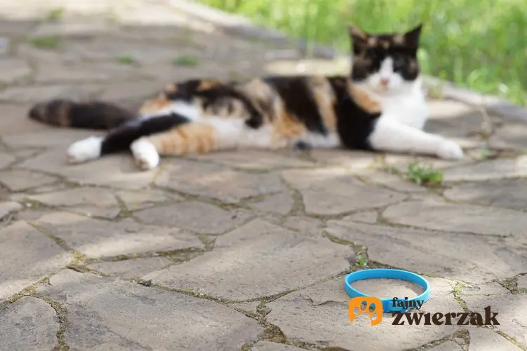 Obroża Foresto dla kota na chodniku koło kota o barwnej sierści, a także zastosowanie i rodzaje obroży