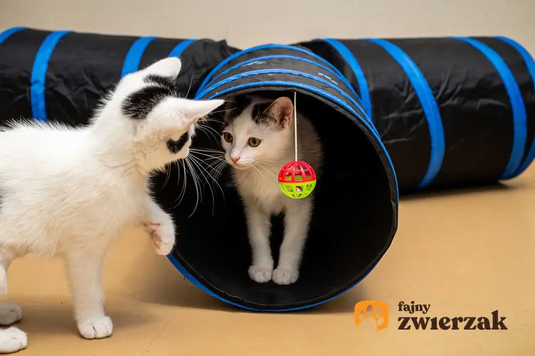 Tunel dla kota dla małych kociąt, a także informacje o tunelach dla kotów do zabawy
