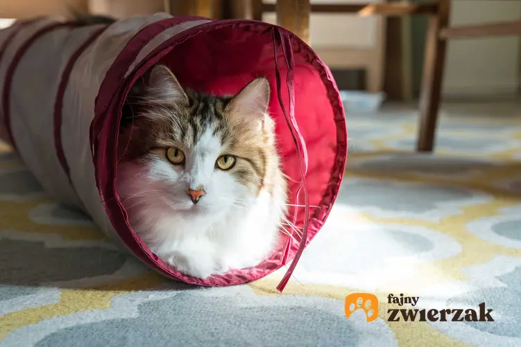 Kot o biało-brązowej sierści w tunelu dla kota oraz opinie o najlepszych tunelach