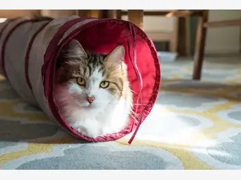 Ilustracja artykułu jaki tunel dla kota warto wybrać? oto pięć najlepszych modeli