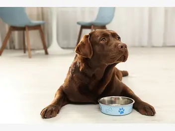Ilustracja artykułu jaka jest najlepsza mokra karma dla psa? oto ranking