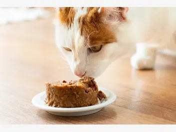 Ilustracja artykułu jaka mokra karma dla kota jest najlepsza? oto spis dobrych produktów