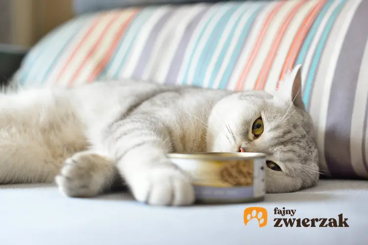 Kot jedzący karmę z puszki oraz karma dla kota Sanabelle, jej rodzaje, cena i skład