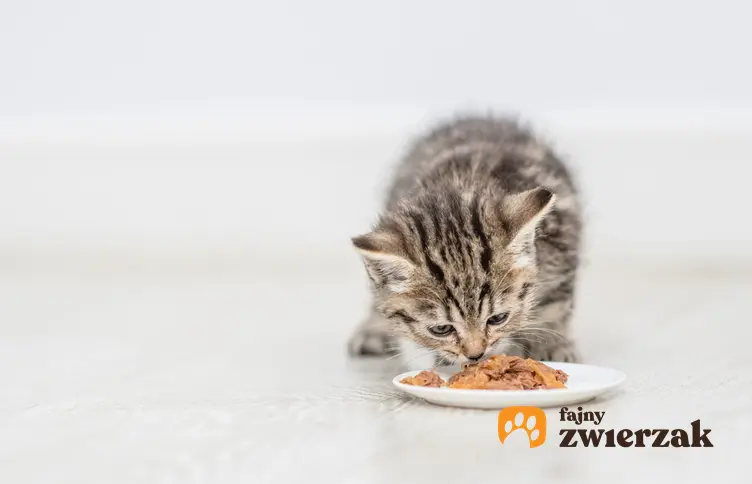 Kot jedzący karmę z miski oraz karma dla kota Orijen, jej rodzaje, cena i skład