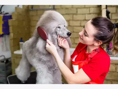 Pielęgnacja psów: dom vs. groomer