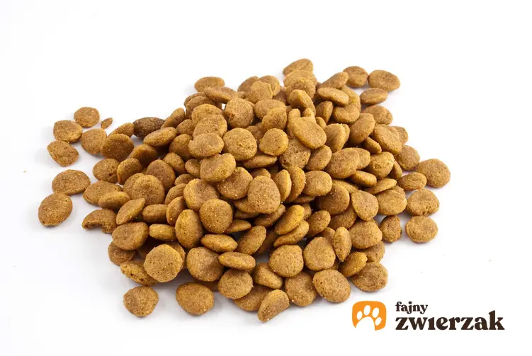 Sucha karma dla psa Husse dla szczeniąt wysypana na podłogę, a także wartości odżywcze i inne rodzaje karmy