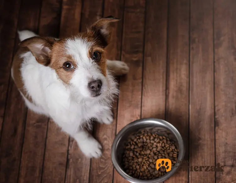 Karma hypoalergiczna dla psa w misce, a także niewielki piesek siedzacy na podłodze oraz skład, wartości odżywcze oraz działanie