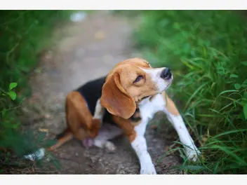 Ilustracja artykułu jaka karma hypoalergiczna dla psa jest najlepsza? oto ranking