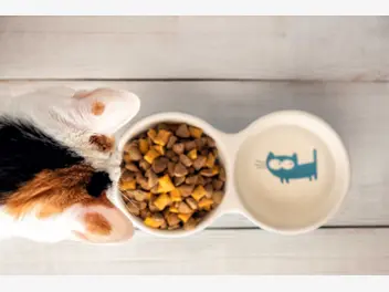 Ilustracja artykułu jaka sucha karma dla kota jest najlepsza? oto popularne produkty