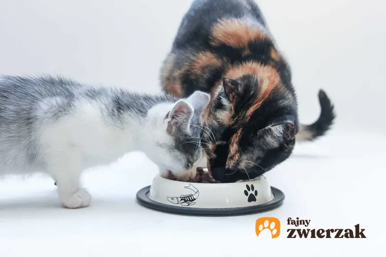 Karma dla kota Acana w miseczce oraz dwa jedzące koty, a także informacje: opinie, skład, cena oraz wielkość opakowań