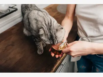 Ilustracja artykułu karma dla kota brit – rodzaje, składniki, cena, opinie