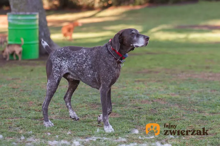 Pies wyżeł pirenejski na ziemi w parku, a także pielęgnacja, wymagania oraz informacje o rasie