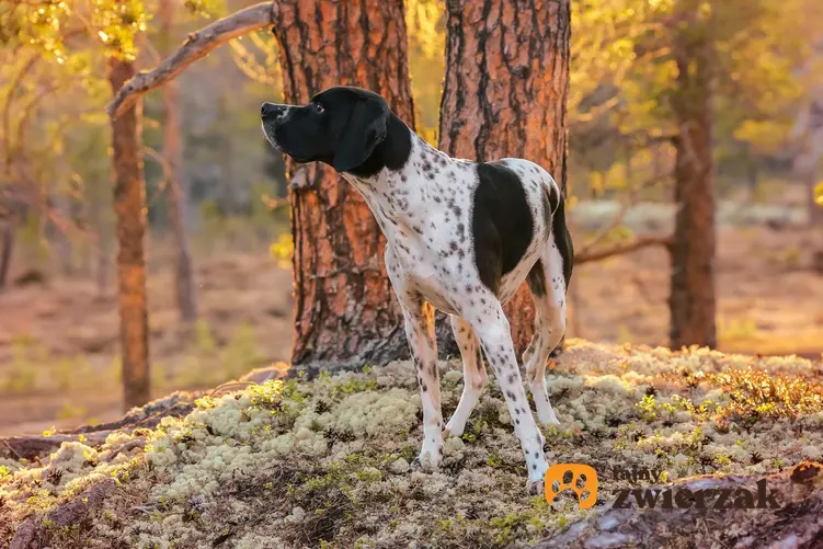 Pies wyżeł z Owernii o biało-brązowej sierści przy drzewie, a także wygląd oraz charakter typowy dla rasy